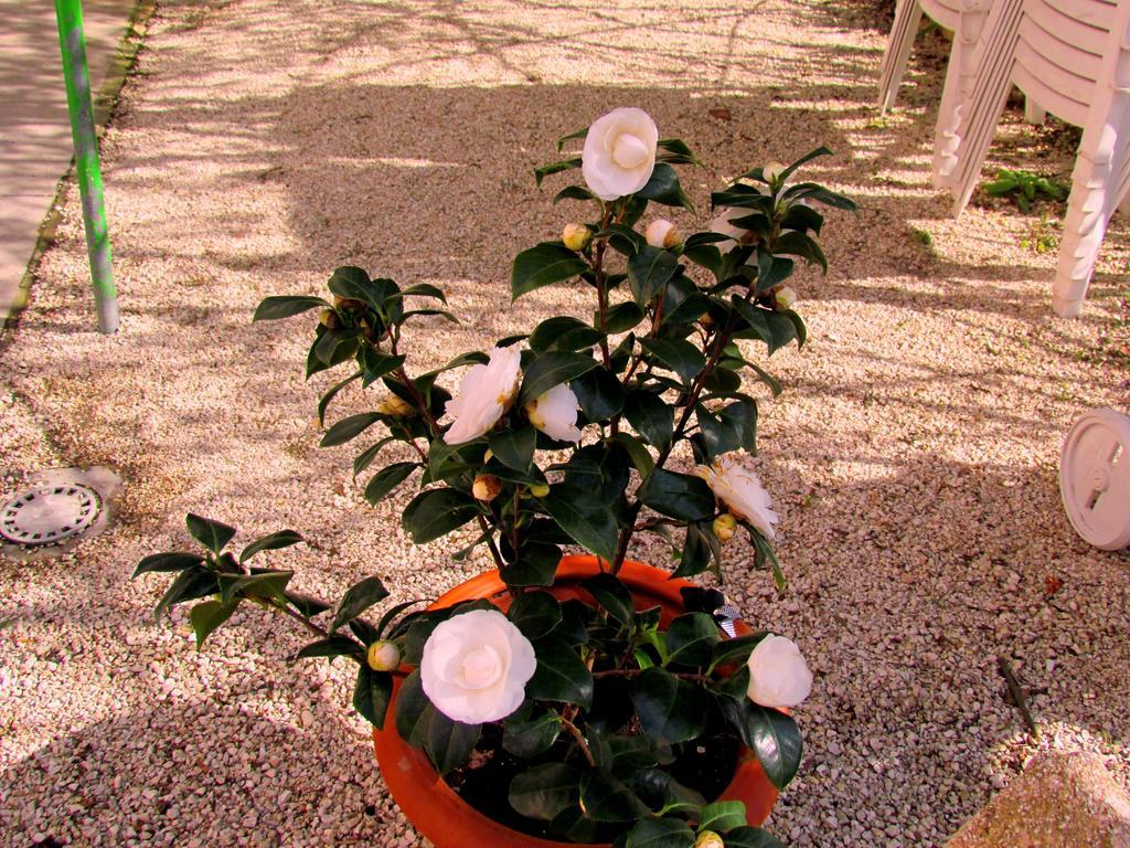 Villa Maria Bed & Breakfast, Corridonia, Marche Eksteriør bilde